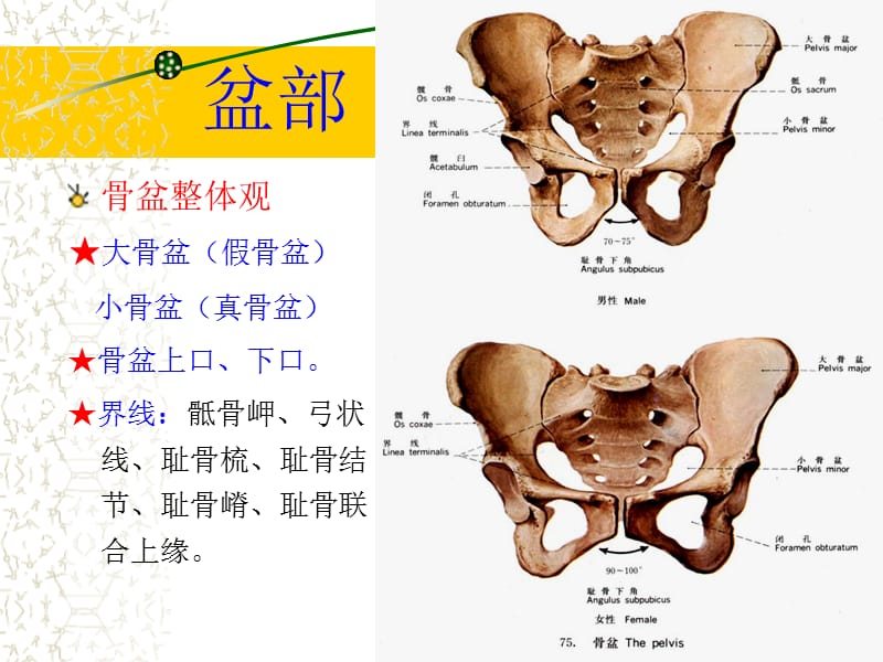 盆部正常CT解剖-文档资料_第3页