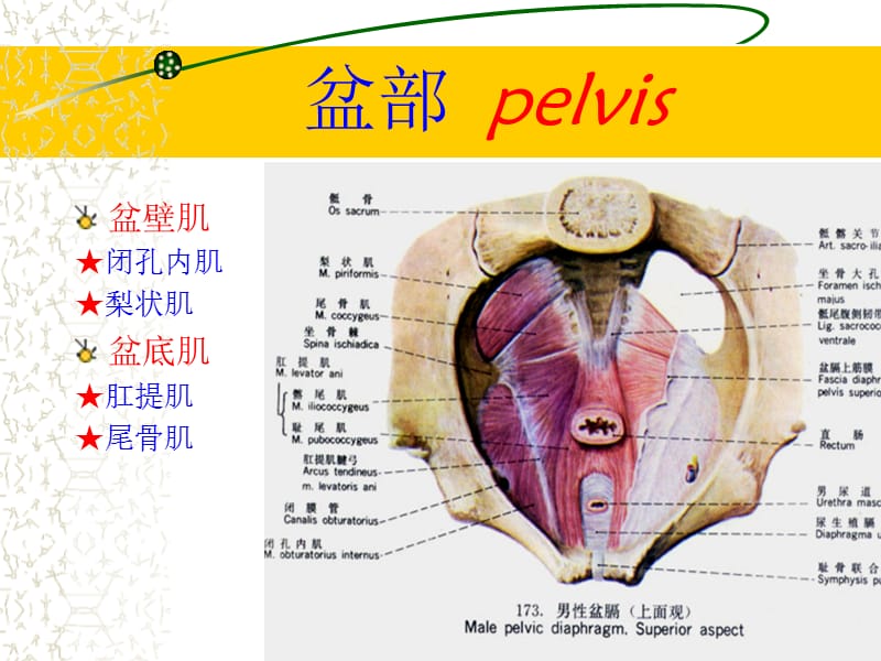 盆部正常CT解剖-文档资料_第4页