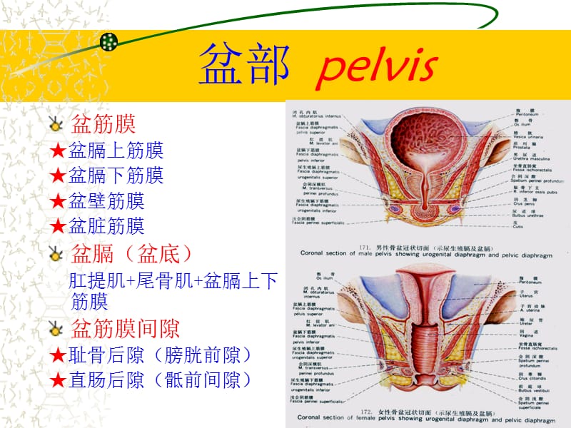 盆部正常CT解剖-文档资料_第5页