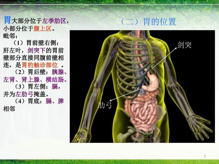 系统解剖学胃-文档资料_第5页