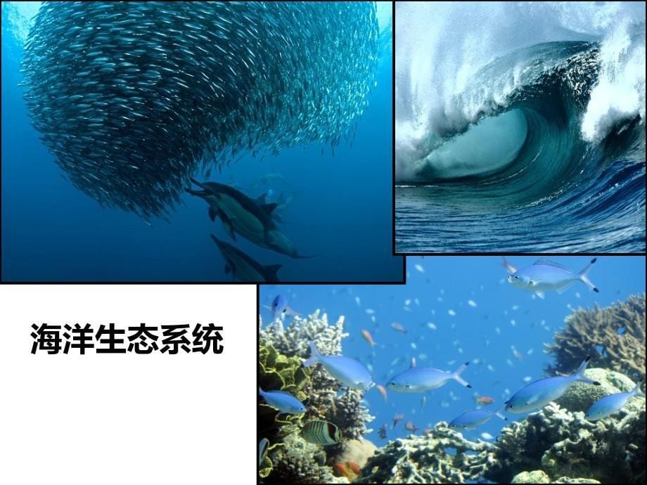 湖南省怀化市溆浦县第三中学高中生物必修三55生态系统的稳定性_第5页