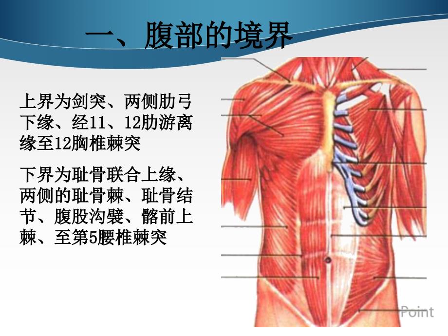 腹部表面解剖-文档资料_第3页
