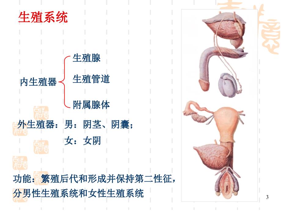 系统解剖学生殖系统-文档资料_第3页