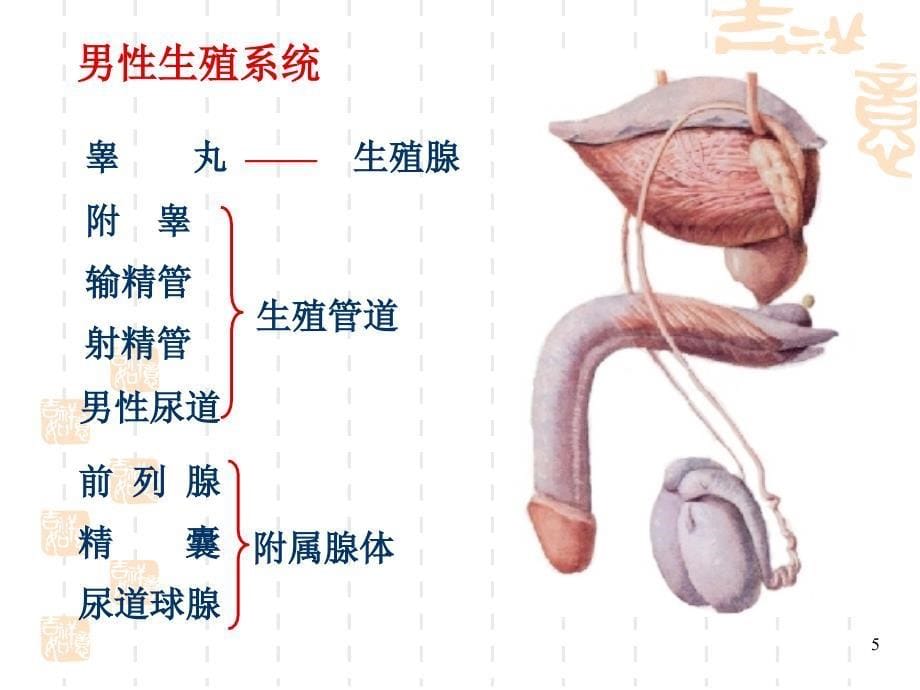 系统解剖学生殖系统-文档资料_第5页