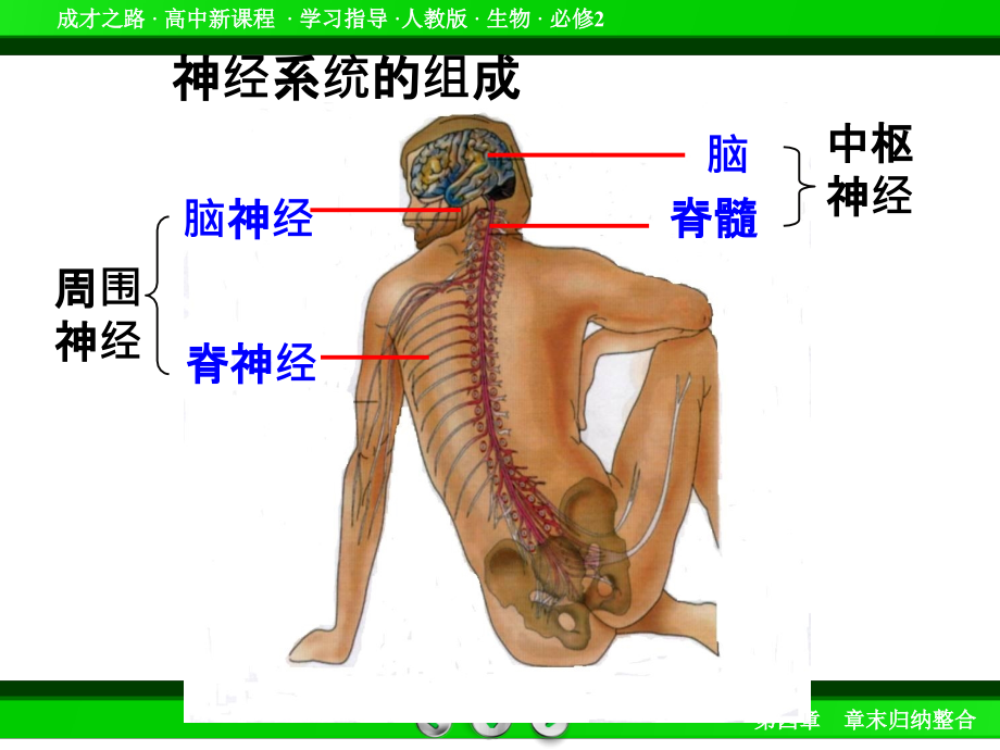 江苏省邳州市第二中学高三生物高考专题复习课件2.1通过神经系统的调节_第2页