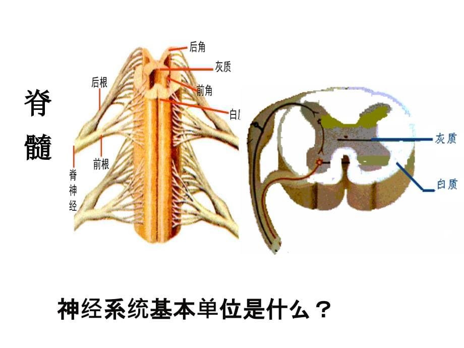 江苏省邳州市第二中学高三生物高考专题复习课件2.1通过神经系统的调节_第5页