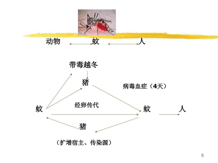 流行性乙型脑炎-文档资料_第5页