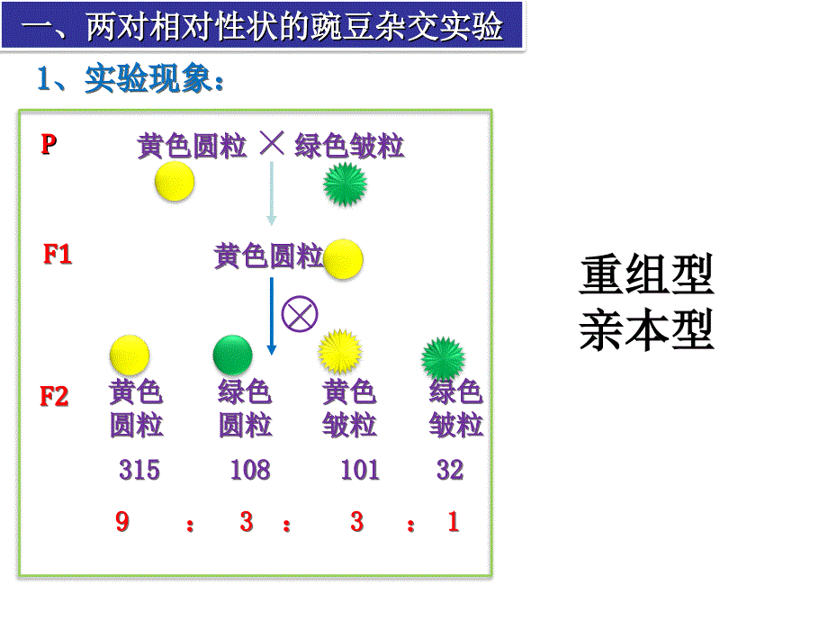 湖南省怀化市湖天中学高中生物教学课件第1章孟德尔豌豆杂交实验二人教必修2_第4页