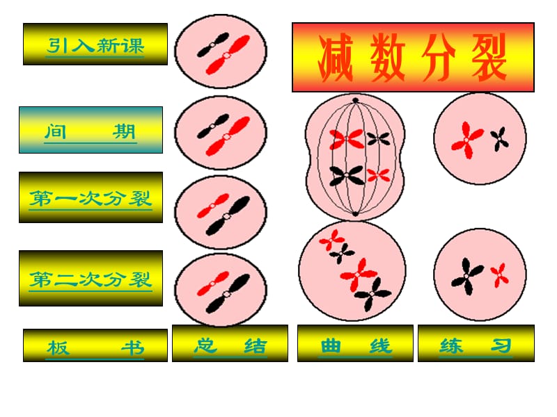 高一下学期生物必修2课件第二章第1节66张ppt_第4页