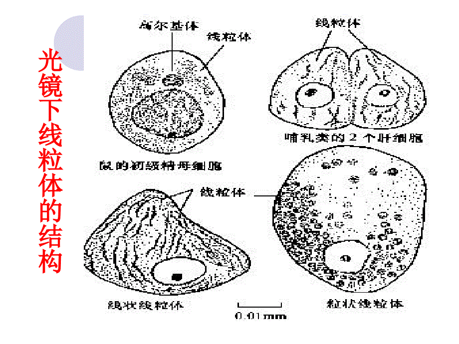 _线粒体的形态数目和结构_第2页