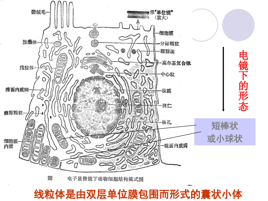 _线粒体的形态数目和结构_第3页