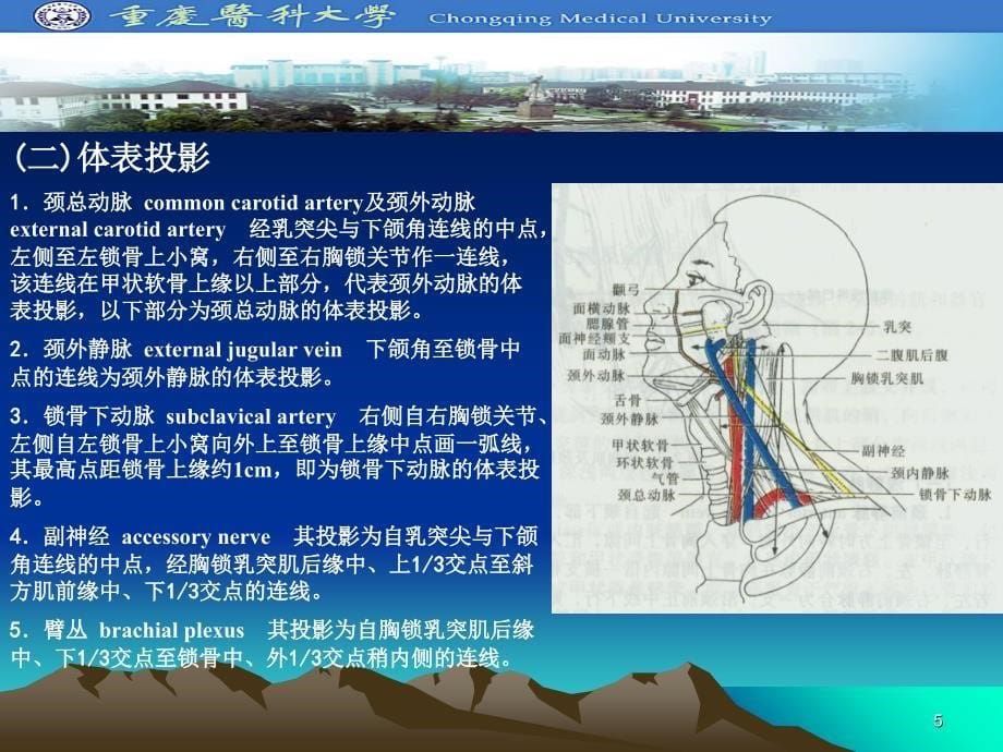 颈部应用解剖推荐-文档资料_第5页