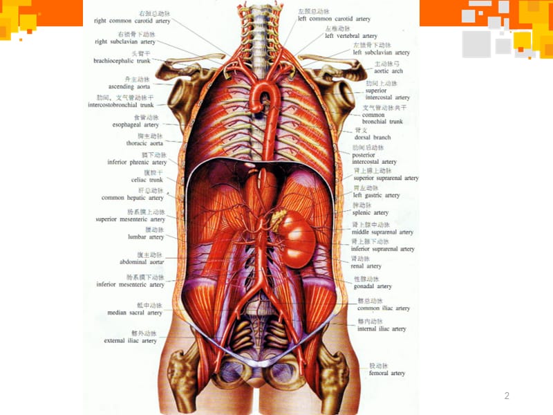 腹部血管解剖与变异-文档资料_第2页