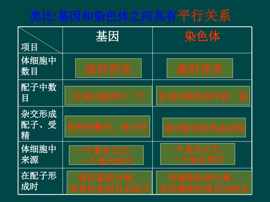 遗传的染色体学说ppt课件_第4页