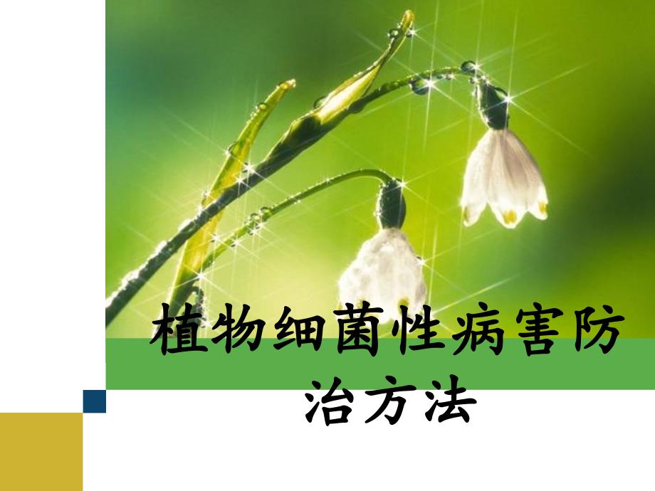 植物细菌性病害防治方法分析课件_第1页