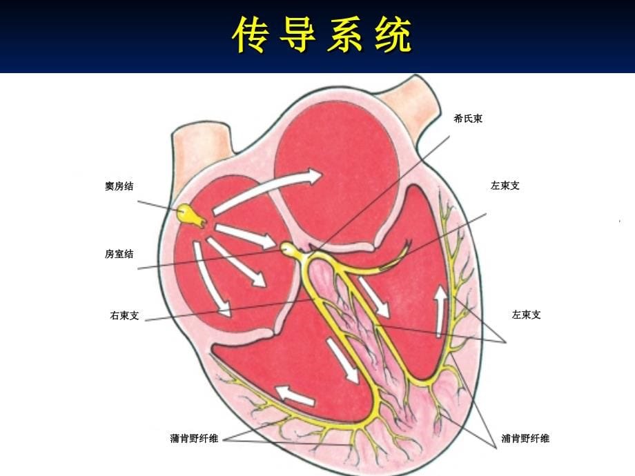 体外循环及先天性心脏病护理-文档资料_第5页