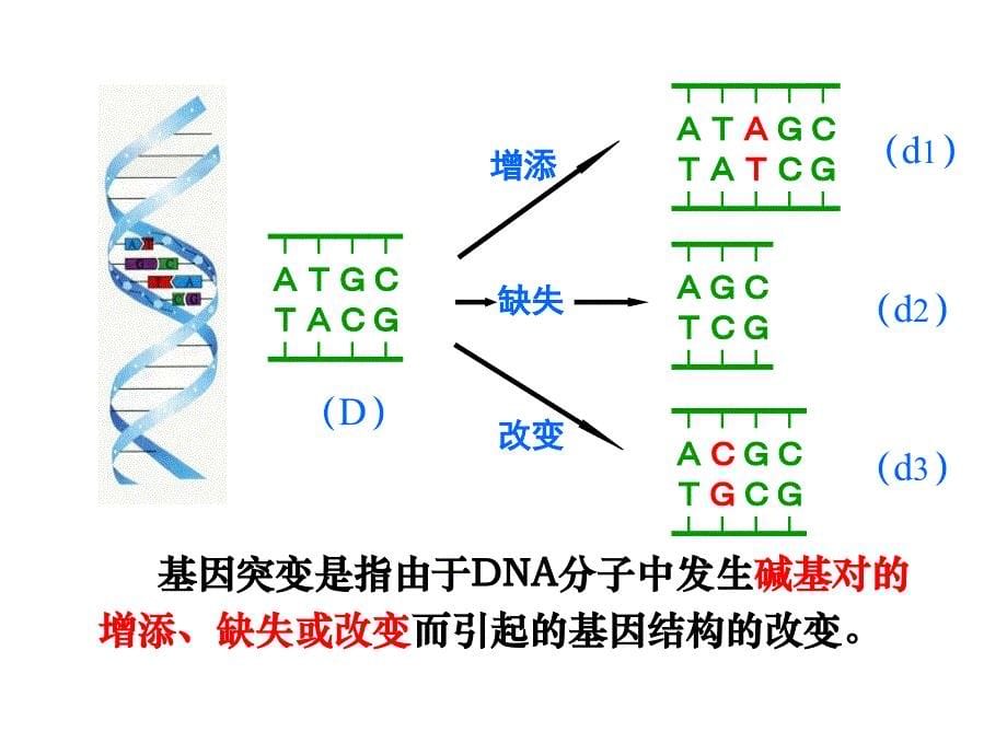 广东省珠海市金海岸中学高三生物一轮复习课件生物的变异复习_第5页