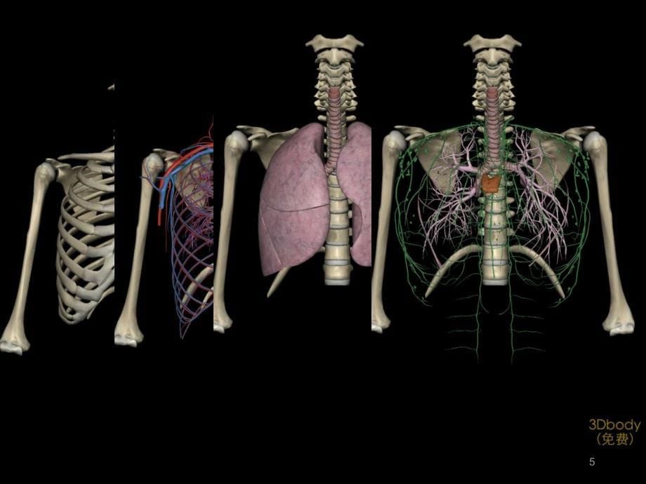 胸部解剖概述-文档资料_第5页