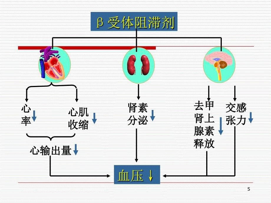 心血管常用药物-文档资料_第5页