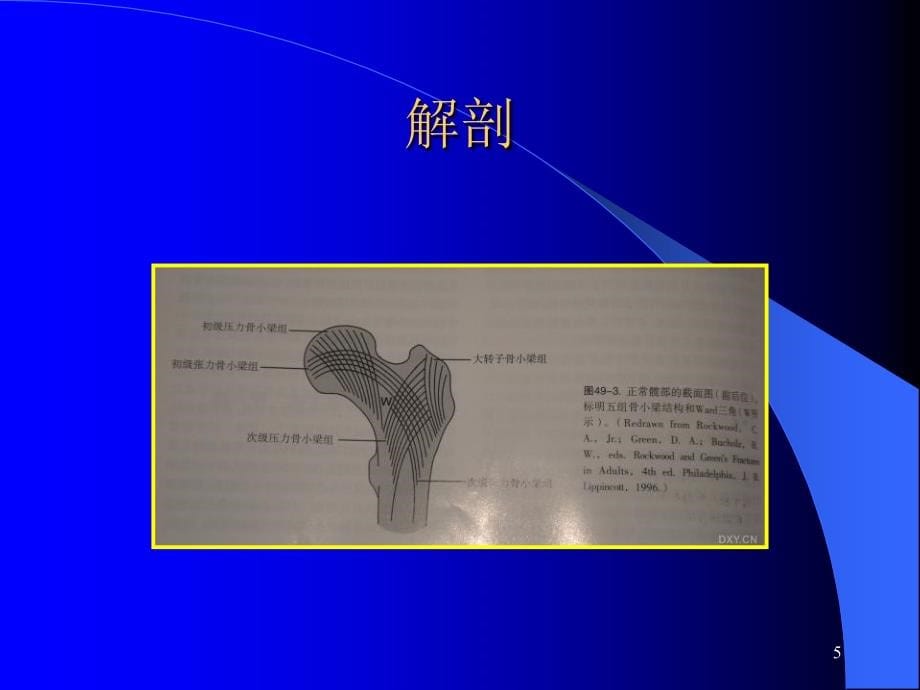 股骨转子间骨折(定稿)-文档资料_第5页