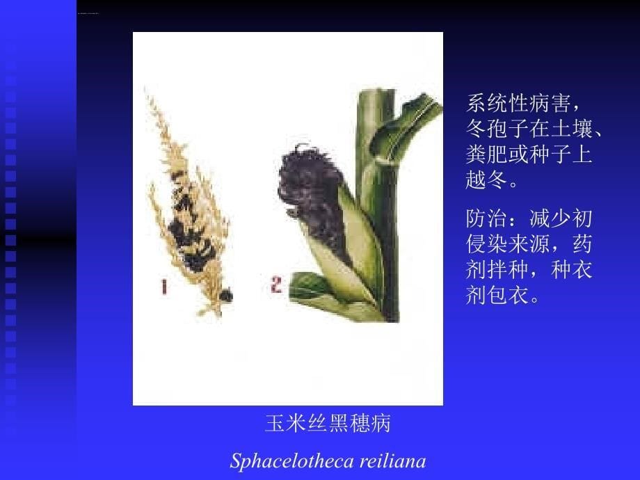 普通植物病理学绪论课件_第5页