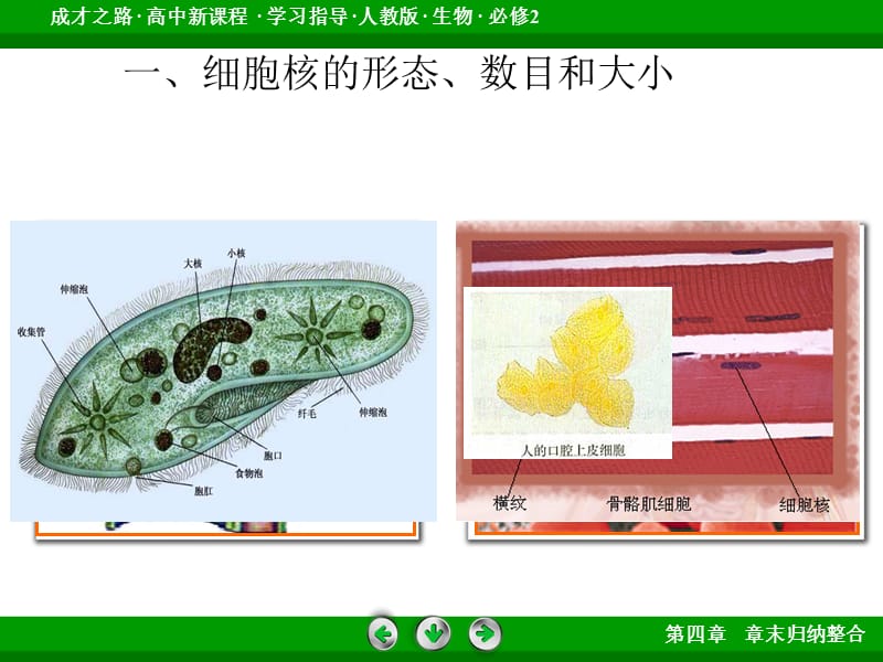 江苏省邳州市第二中学高三生物高考专题复习课件3.3细胞核系统的控制中心_第3页