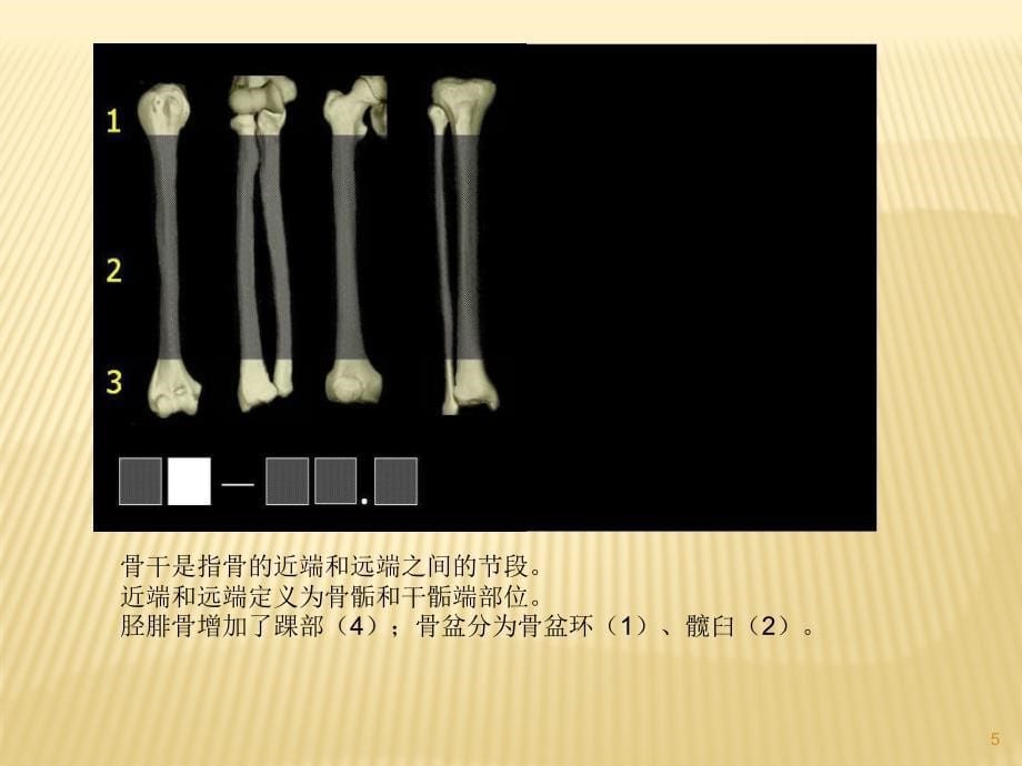 骨折AO分型-文档资料_第5页