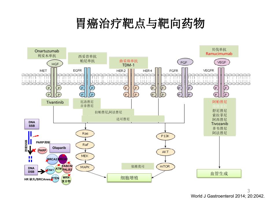 胃癌靶向治疗新进展-文档资料_第3页