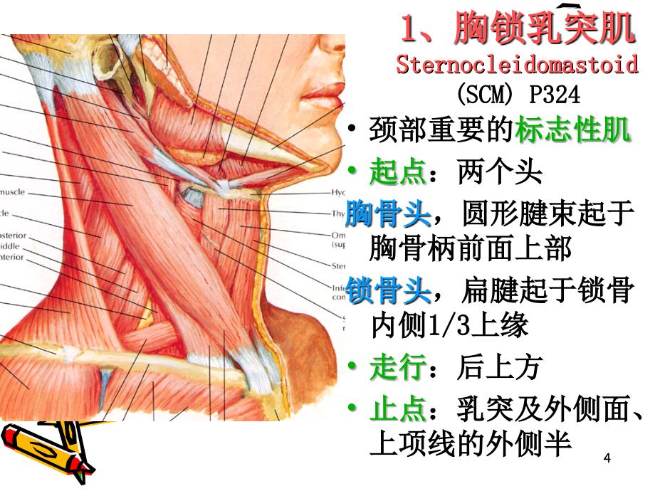 解剖之颈动脉三角胸锁乳突肌-文档资料_第4页