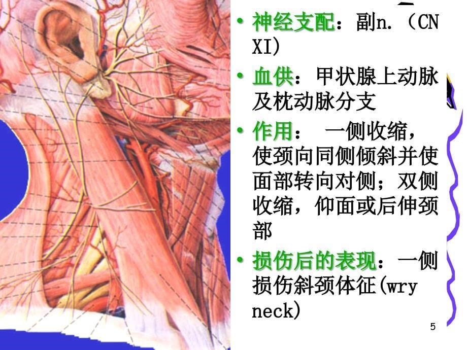 解剖之颈动脉三角胸锁乳突肌-文档资料_第5页