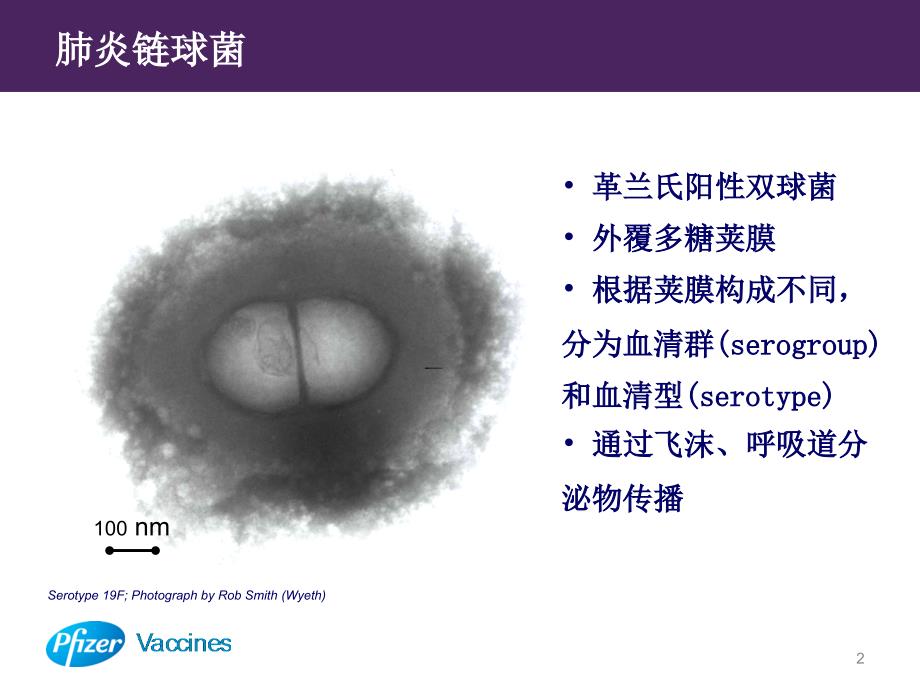 小儿肺炎链球菌感染的危害及预防-文档资料_第2页