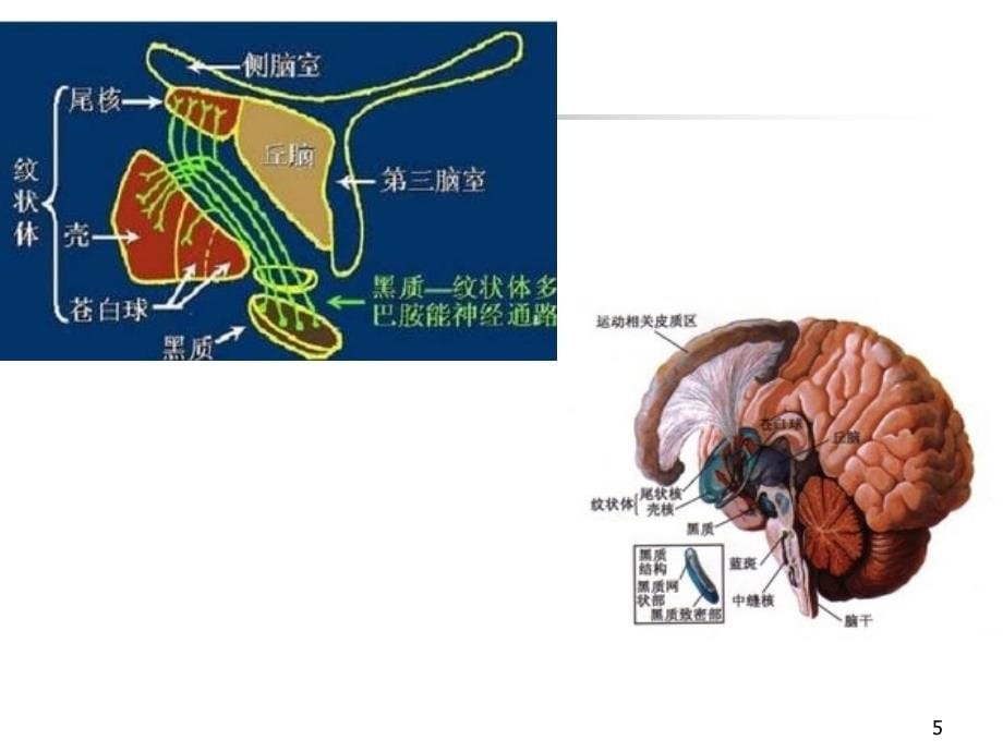 帕金森病人的护理-文档资料_第5页