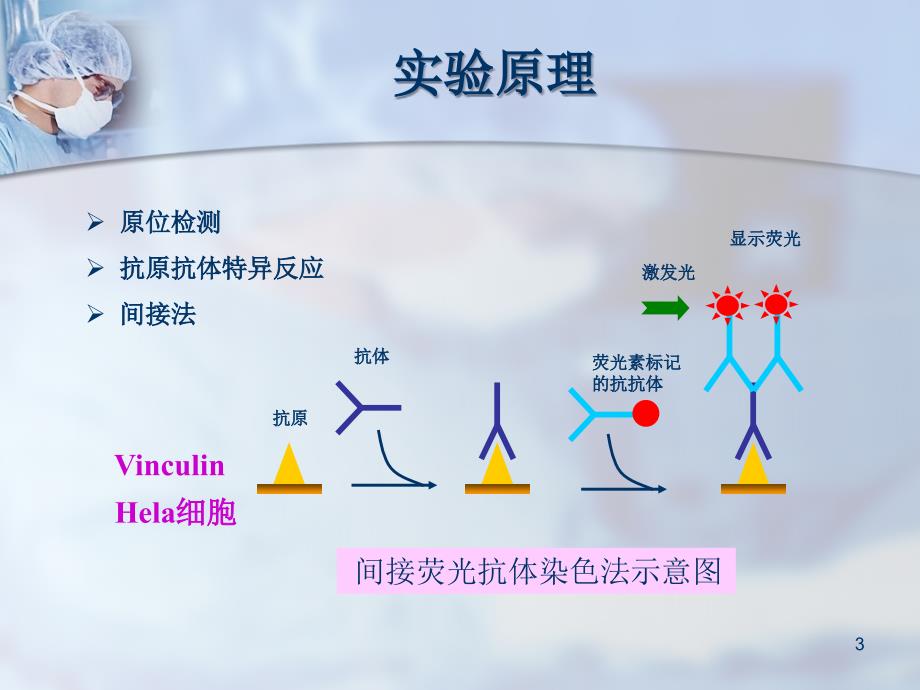 细胞免疫荧光技术-文档资料_第3页