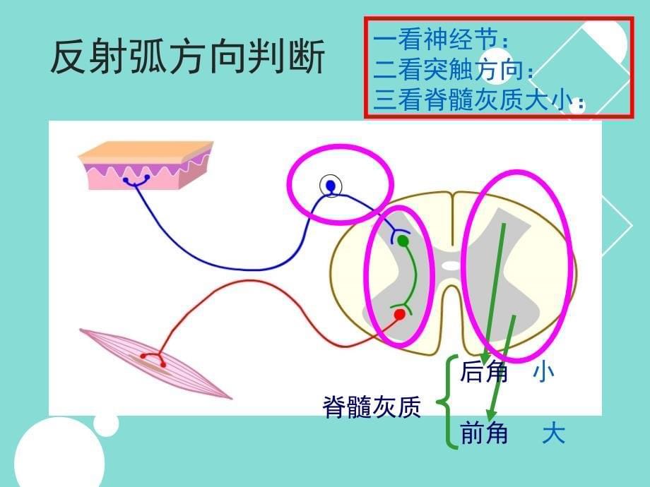 高中生物-神经调节的基本方式反射_第5页