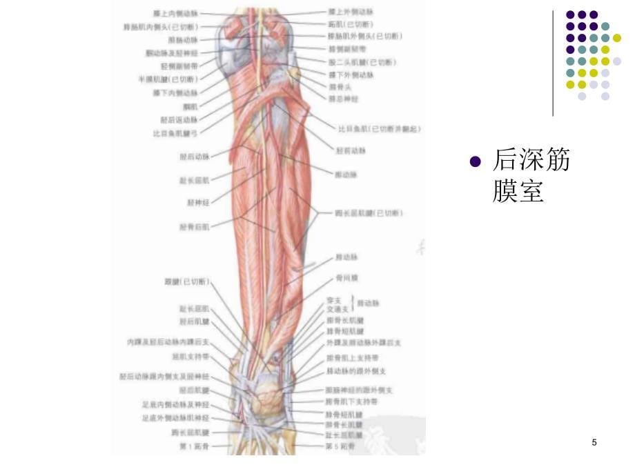 小腿筋膜间室综合征-文档资料_第5页