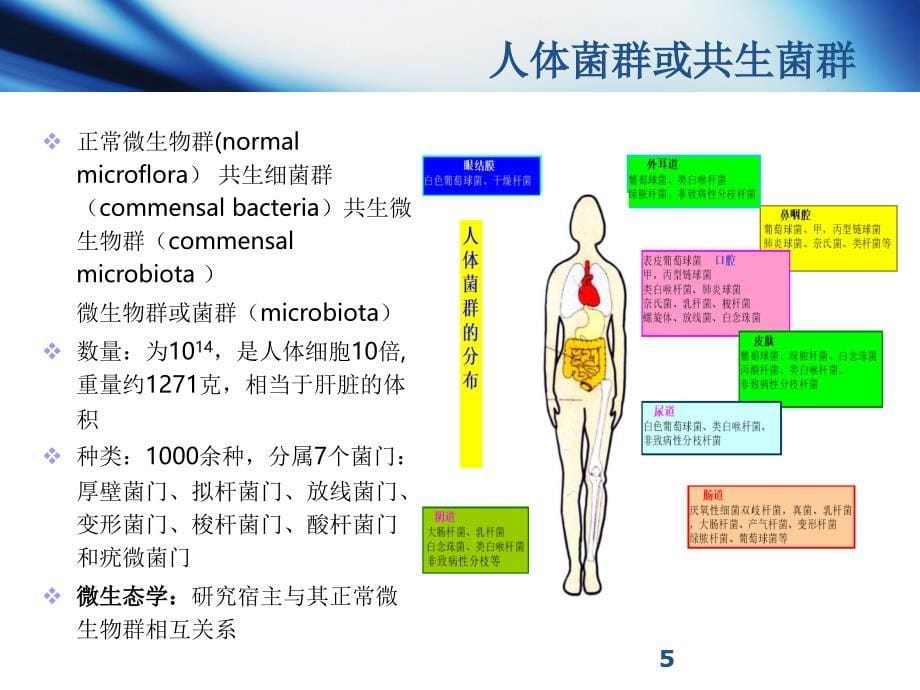 益生菌用于儿童呼吸道感染的研究进展-文档资料_第5页