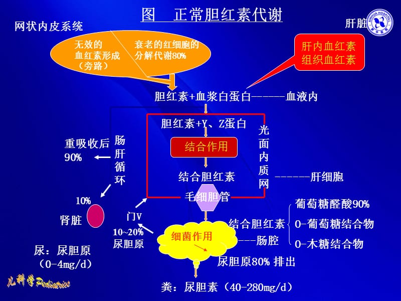 新生儿黄疸的诊断与治疗-文档资料_第4页