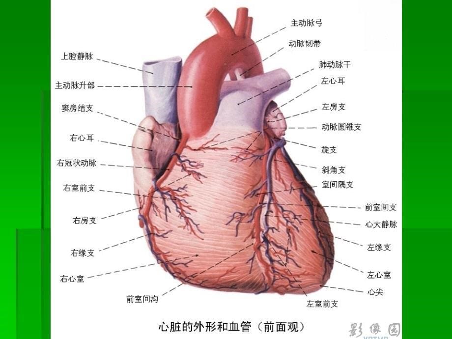 冠状动脉分段PPT_第5页