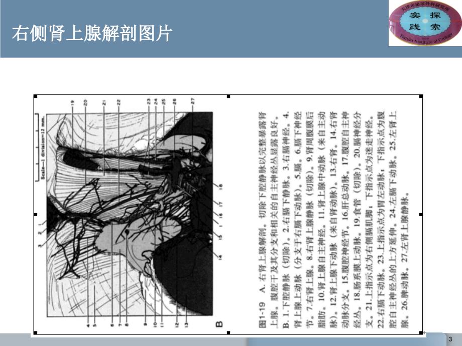 肾上腺的解剖与功能-文档资料_第3页