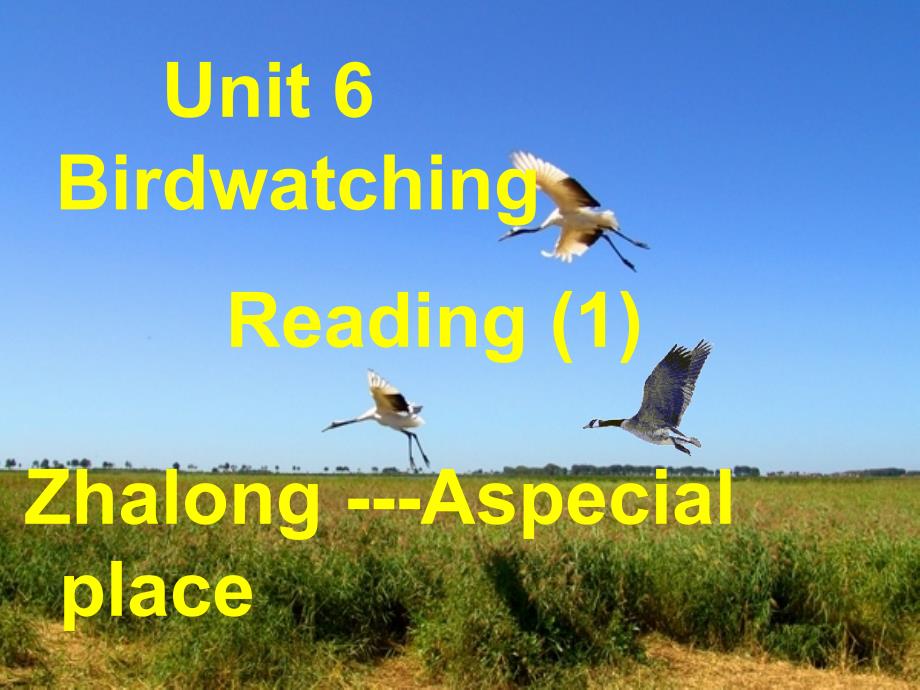 牛津译林版英语八上Unit 6《Birdwatchers》(Reading1)ppt课件_第1页