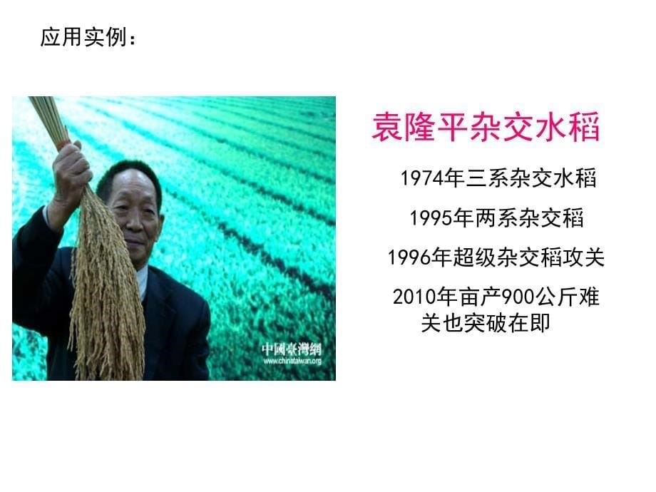 山东省文登市教育教学研究培训中心高考生物人教必修二课件第6章第1节杂交育种与诱变育种_第5页