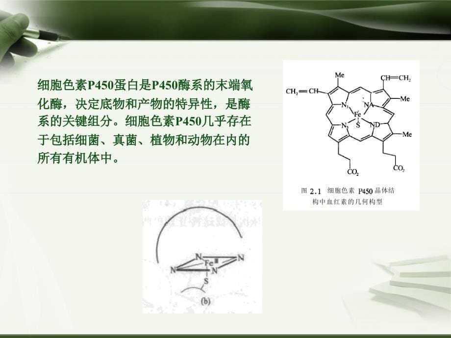 细胞色素-文档资料_第5页