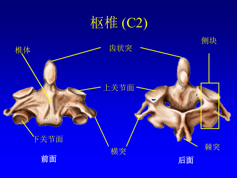 环枢椎不稳及脱位的诊治-文档资料_第3页