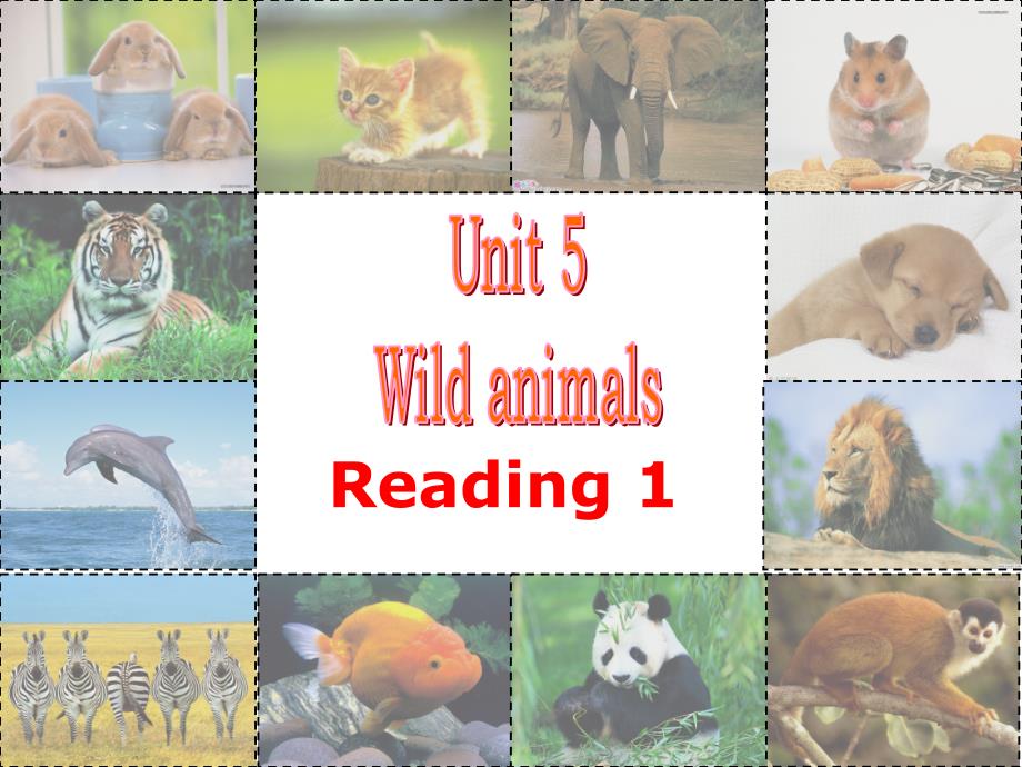 牛津译林版八年级英语上册unit_5_Wild_animals-Reading1_课件_第1页