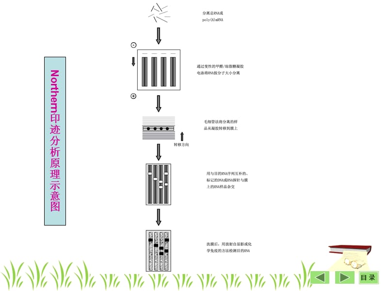 26 第二十六章 基因表达及功能分析基本策略复习课程_第5页