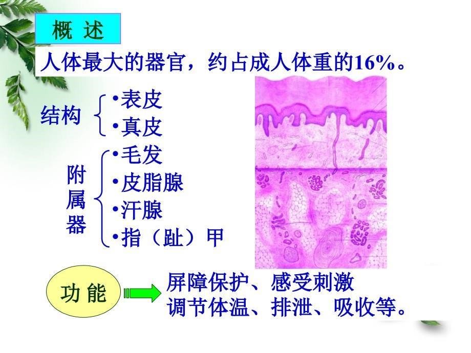 201410解剖组胚学感觉器皮肤临床专业幻灯片资料_第5页