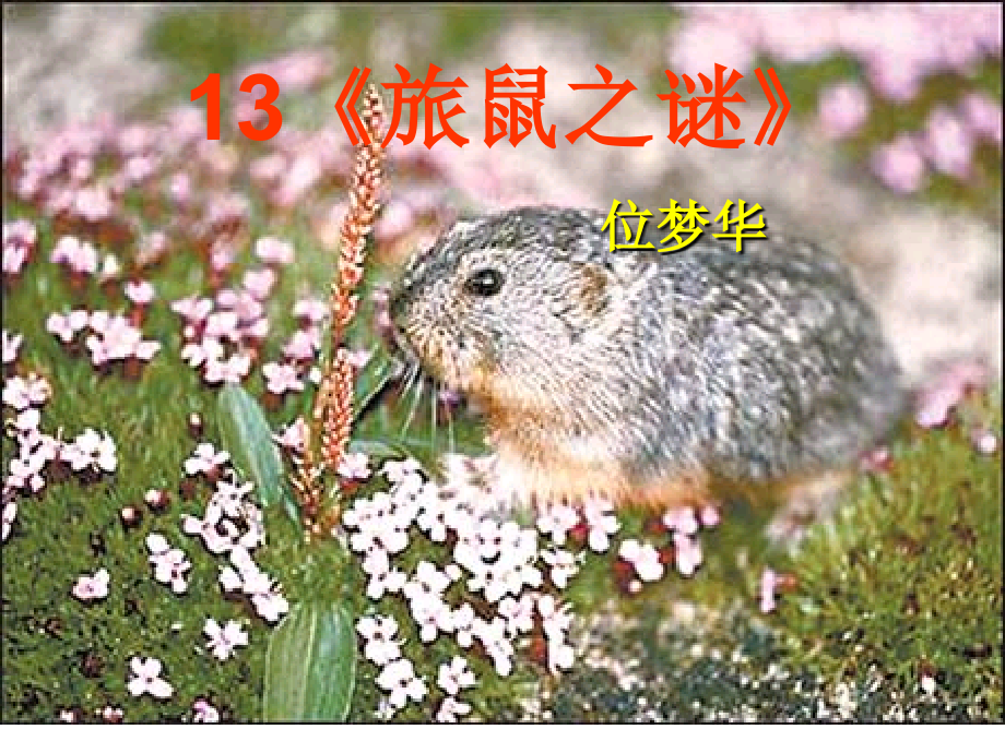 2015鼠类的种类与介绍课件_第1页