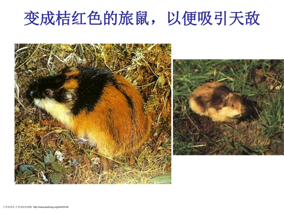 2015鼠类的种类与介绍课件_第3页