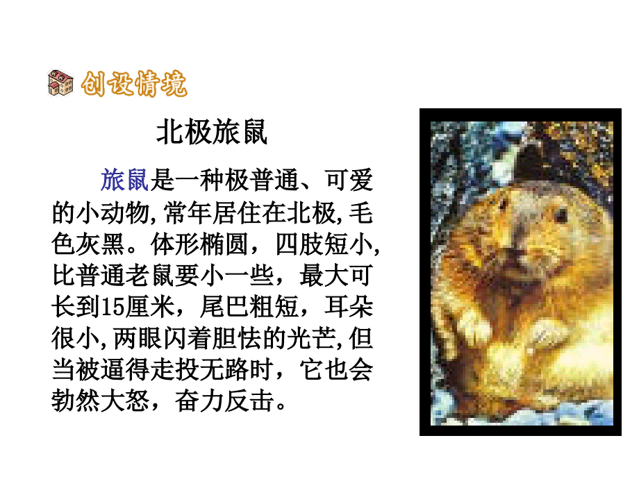 2015鼠类的种类与介绍课件_第4页