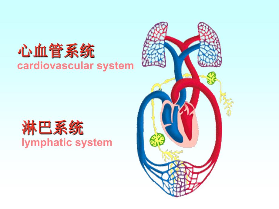 毕解剖脉管学-心血管系统-心脏知识课件_第3页